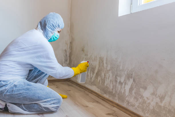 Licensed Basement Mold Remediation service in Saxapahaw, NC - WQB Mold Removal