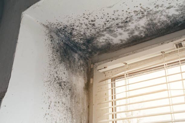 Affordable Basement Mold Remediation solutions in Saxapahaw, NC